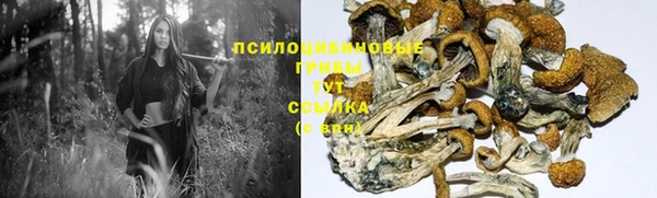 ПСИЛОЦИБИНОВЫЕ ГРИБЫ Верея